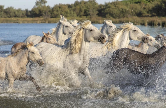 Schitterende Camargue!