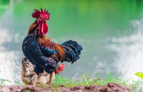 Der gallische Hahn: ein altes französisches Symbol.