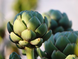 Comment cuisiner l’artichaut : recettes et astuces faciles