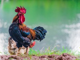 Le coq gaulois : un vieux symbole français