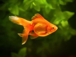 L'origine du Poisson d'Avril : Histoire et Secrets