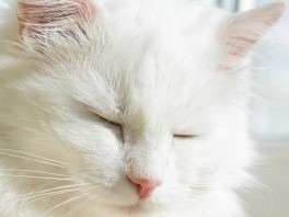 Les animaux à Versailles : chats, chiens et ménagerie royale