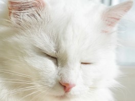 Animals at Versailles: Cats, Dogs, and the Royal Menagerie