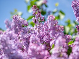 15 flores típicas de Francia