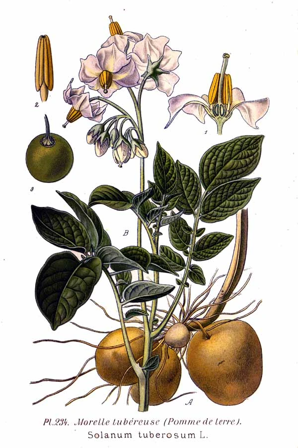 Dessin botanique de la Pomme de terre / Par Amédée Masclef — Atlas des plantes de France. 1891, Domaine public . Wikimédia