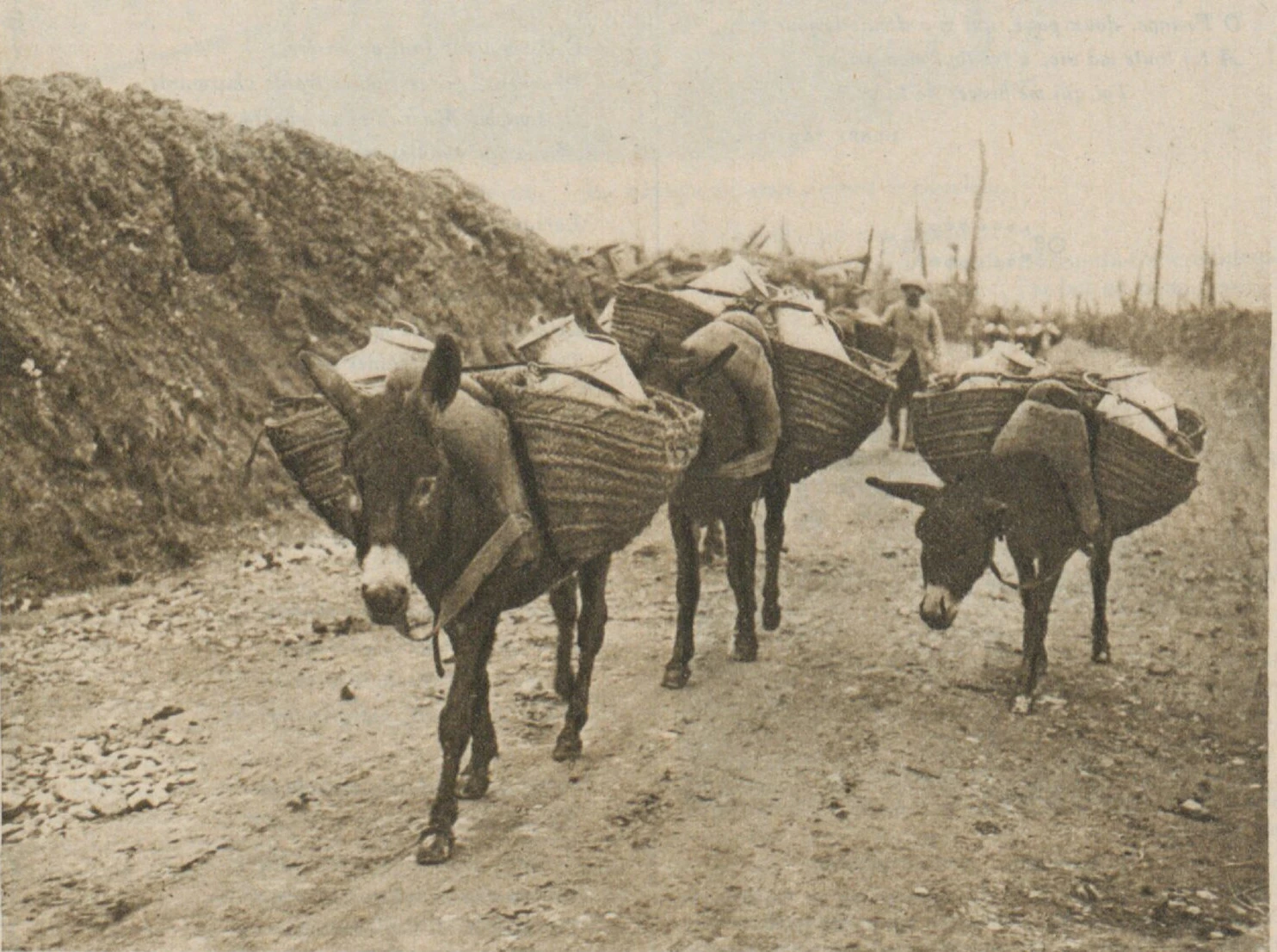 Des ânes et leurs bâts dans les tranchées en 1916. Image choisie par monsieurdefrance.com : Gallica.fr / BNF