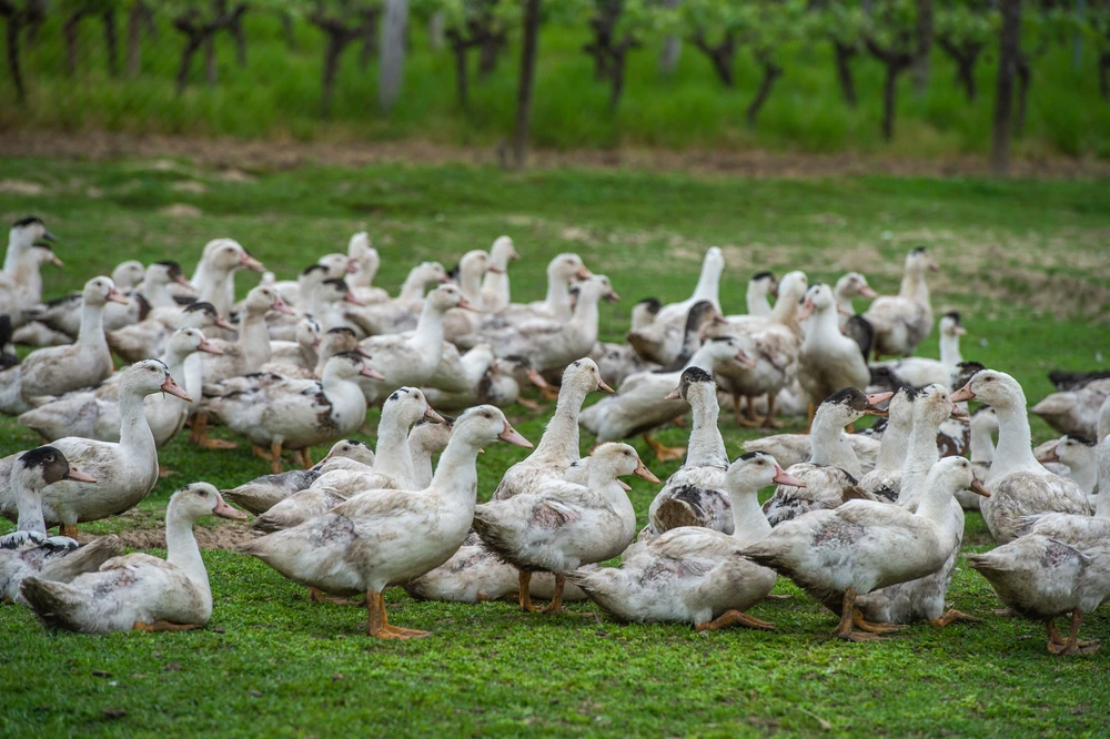 Ducks raised outdoors for foie gras production, in a natural and spacious environment, photo selected by monsieurdefrance.com.
