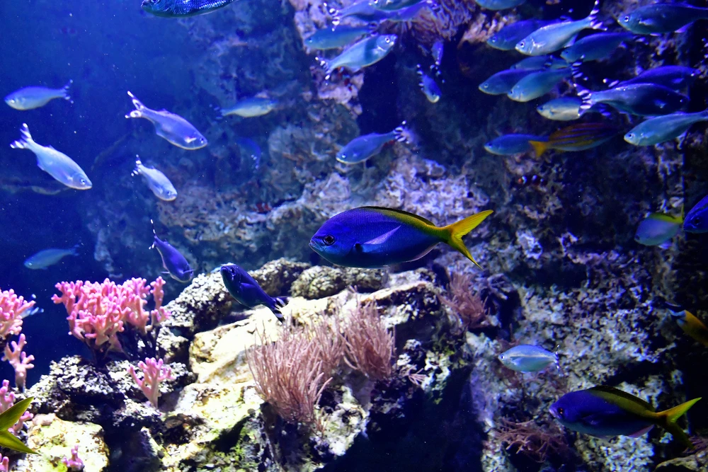 The Grand Aquarium in Saint-Malo is the ideal family outing on the Emerald Coast, with its tropical and local tanks, underwater tunnel, and activities. It's perfect when it rains or for a change from the ramparts. Photo chosen by monsieur-de-france.com.