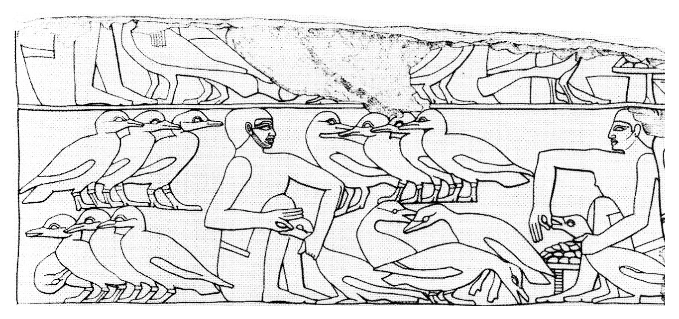 The Egyptians already consumed foie gras, ancient scene illustrating the fattening of geese, image chosen by monsieurdefrance.com.