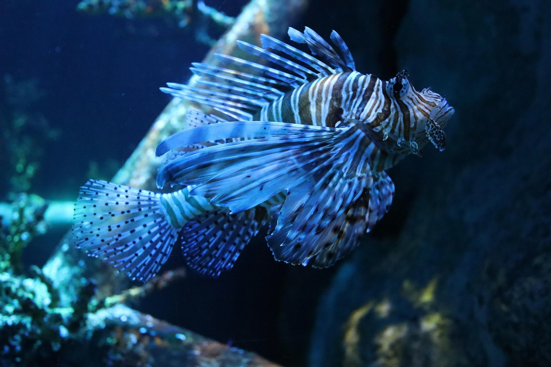 Lionfish / Photo selected by Monsieur de France: Image by churananngm from Pixabay