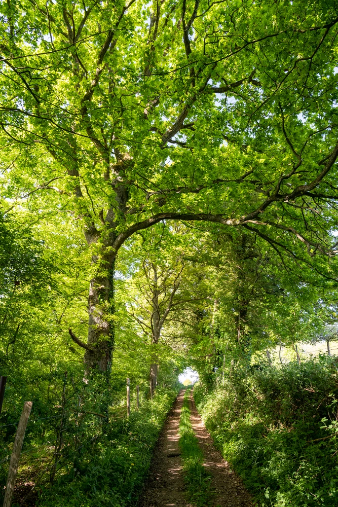 Forêt Normande. Photo choisie par monsieurdefrance.com : Leitenberger via depositphotos.