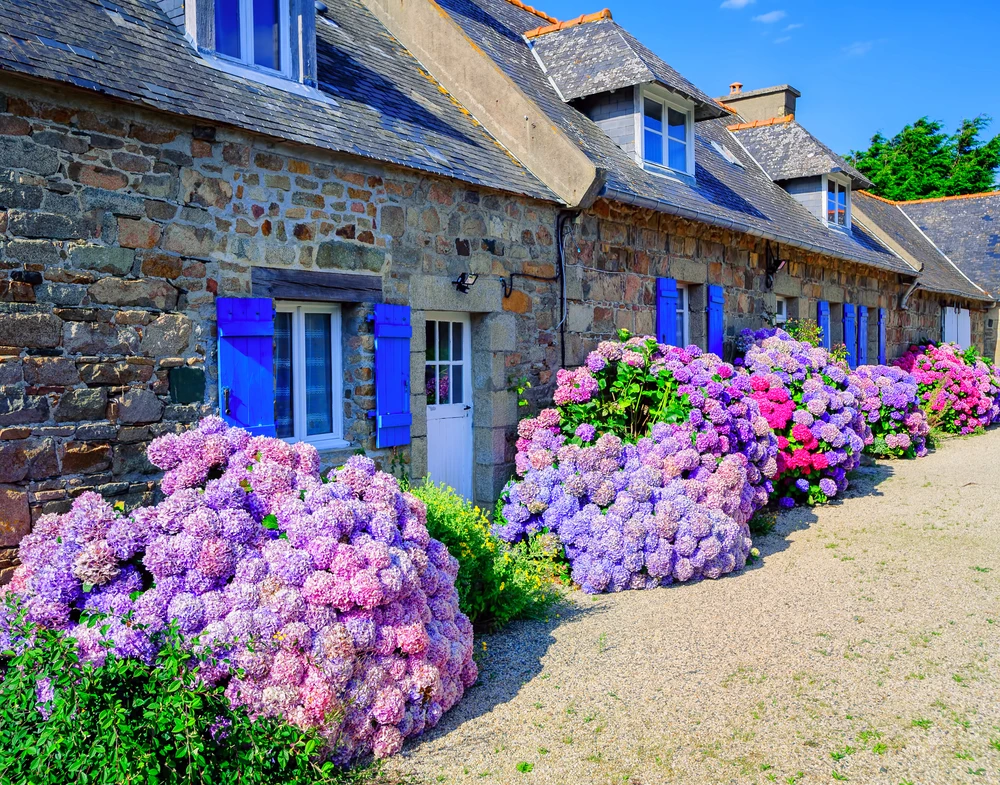 Hortensia's in Bretagne / Foto uitgekozen door monsieurdefrance.com: Xantana via depositphotos.