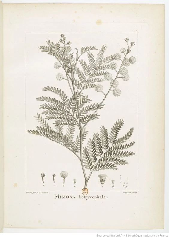 planche botanique décrivant le mimosas