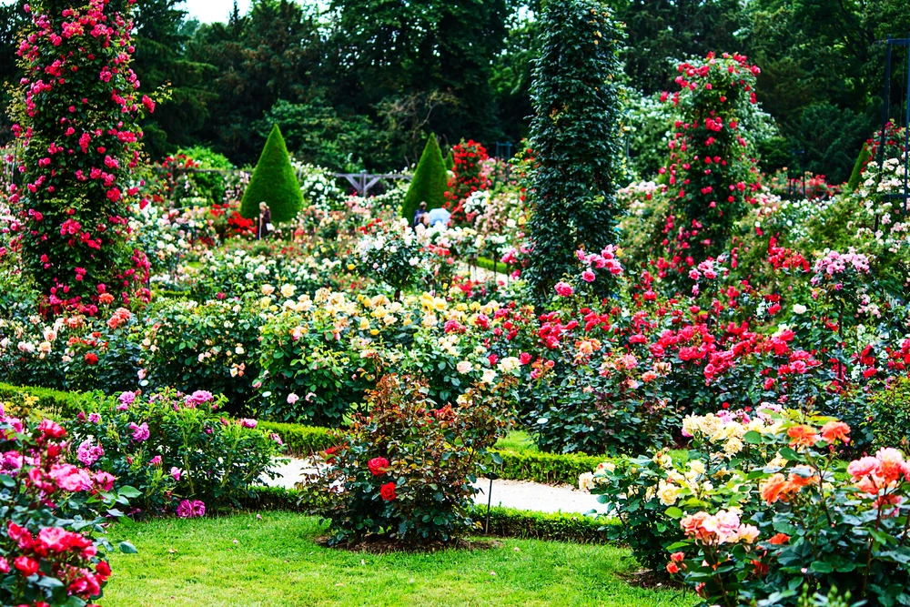La magnifique roseraie du parc de Bagatelle / Photo choisie par monsieurdefrance.com : Moskwa via depositphotos.