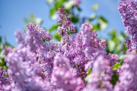 15 typische Blumen aus Frankreich und seinen Regionen