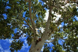 Árbol de la Libertad: qué es y por qué se plantaba