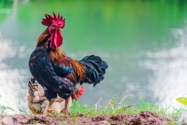 The Gallic rooster: an old French symbol