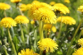 Paardenbloem in de keuken: bereiden + makkelijke recepten
