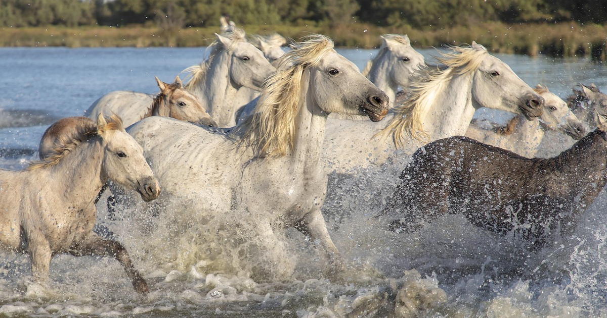 Camargue France What To See Do When To Go