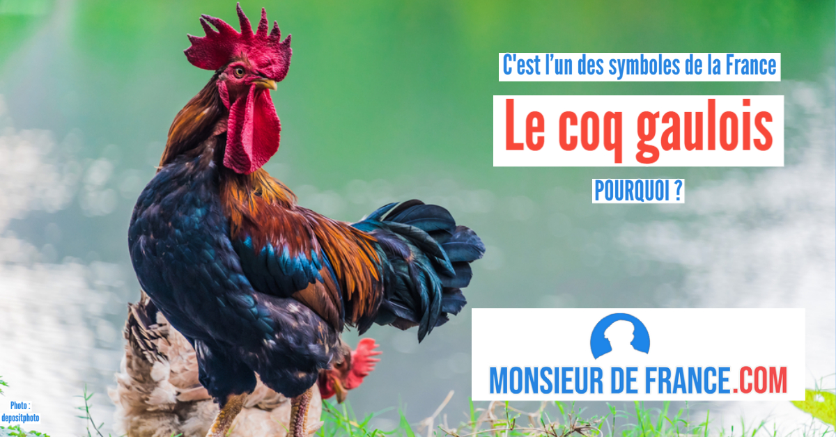 Le Coq Gaulois Un Vieux Symbole Français