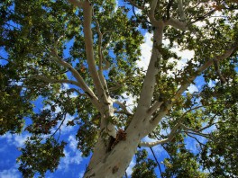Trees of Liberty: living symbols of the French Revolution