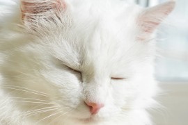 Dieren in Versailles: katten, honden en de menagerie