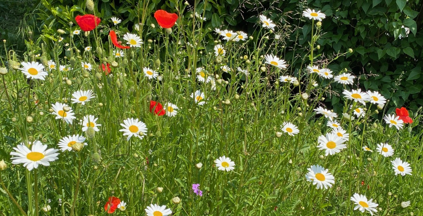 Des fleurs Lorraines pour mon jardin